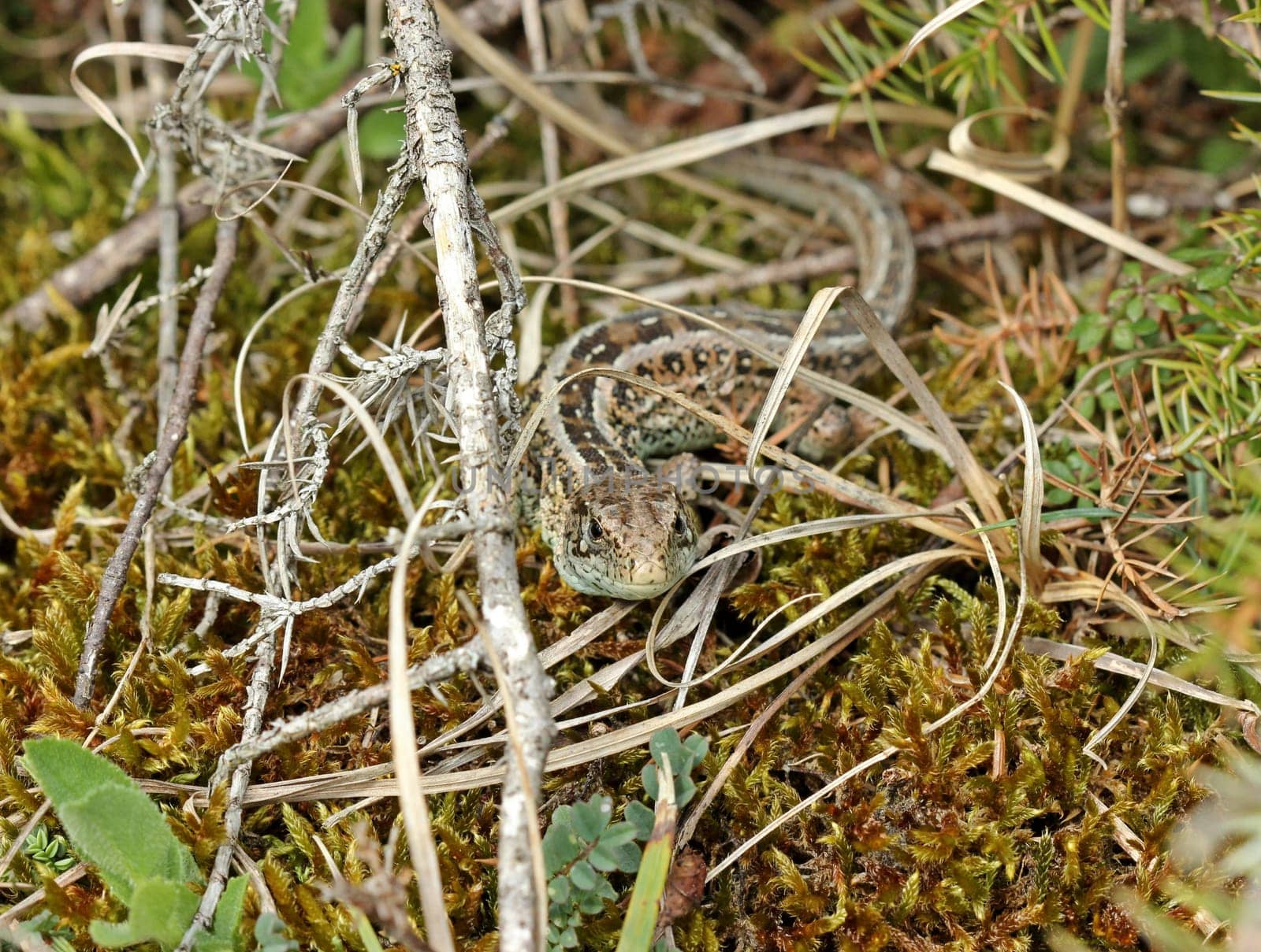 Female fence lizard (Lacerta agilis)