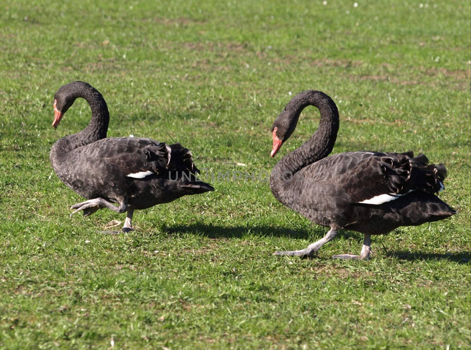 Mourning Swans