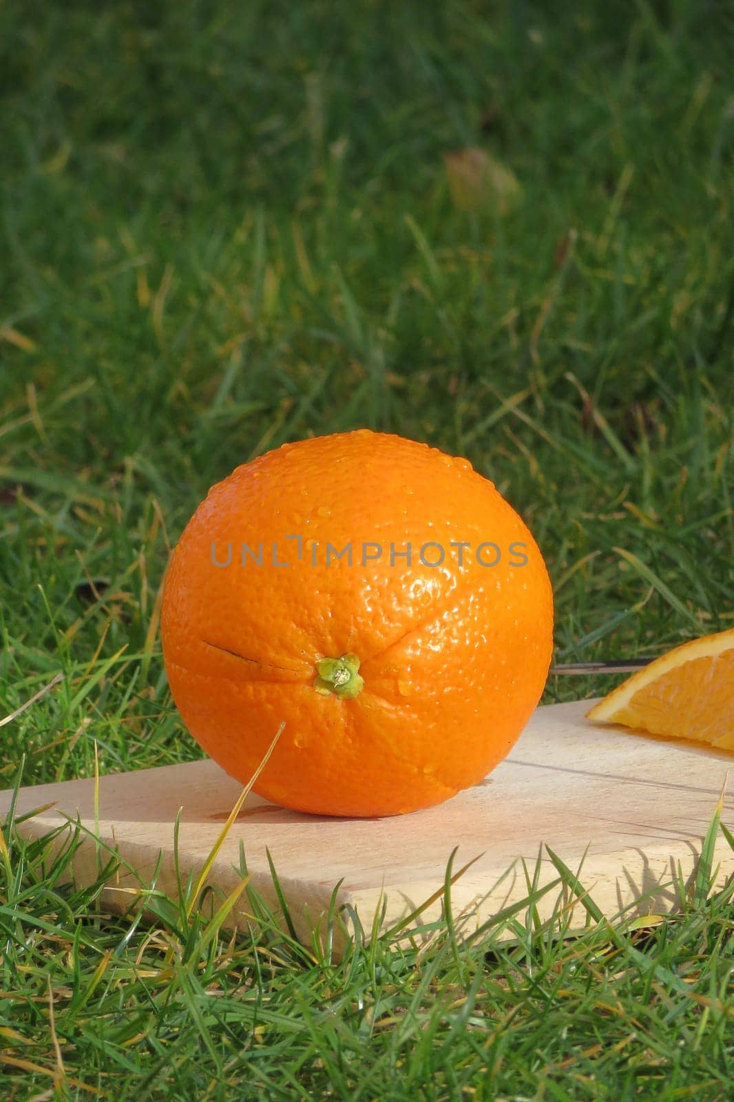 Orange - Citrus sinensis