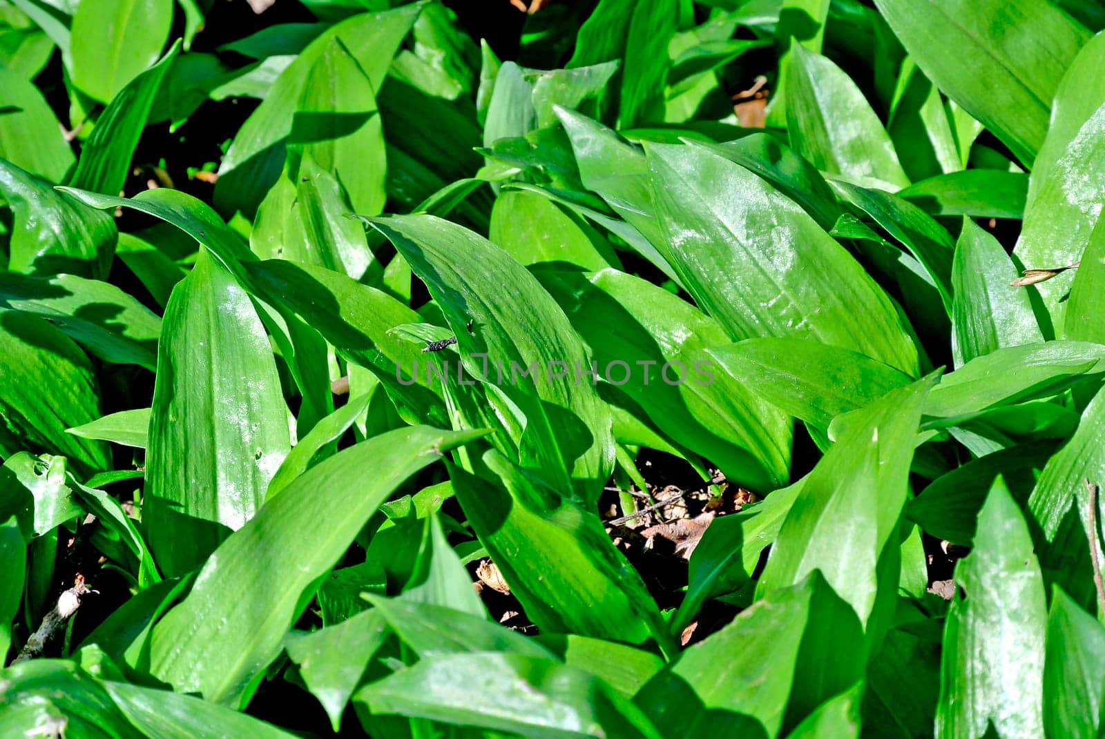 Wild garlic in the forest