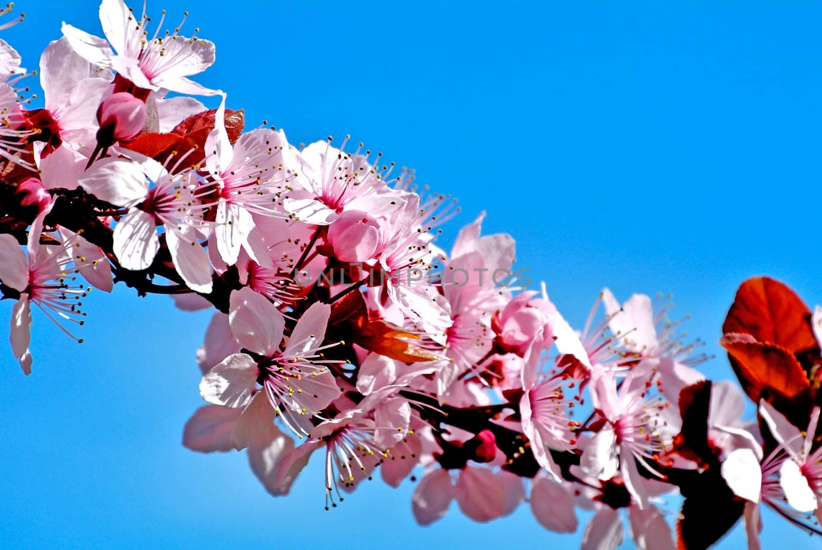 Cherry blossom