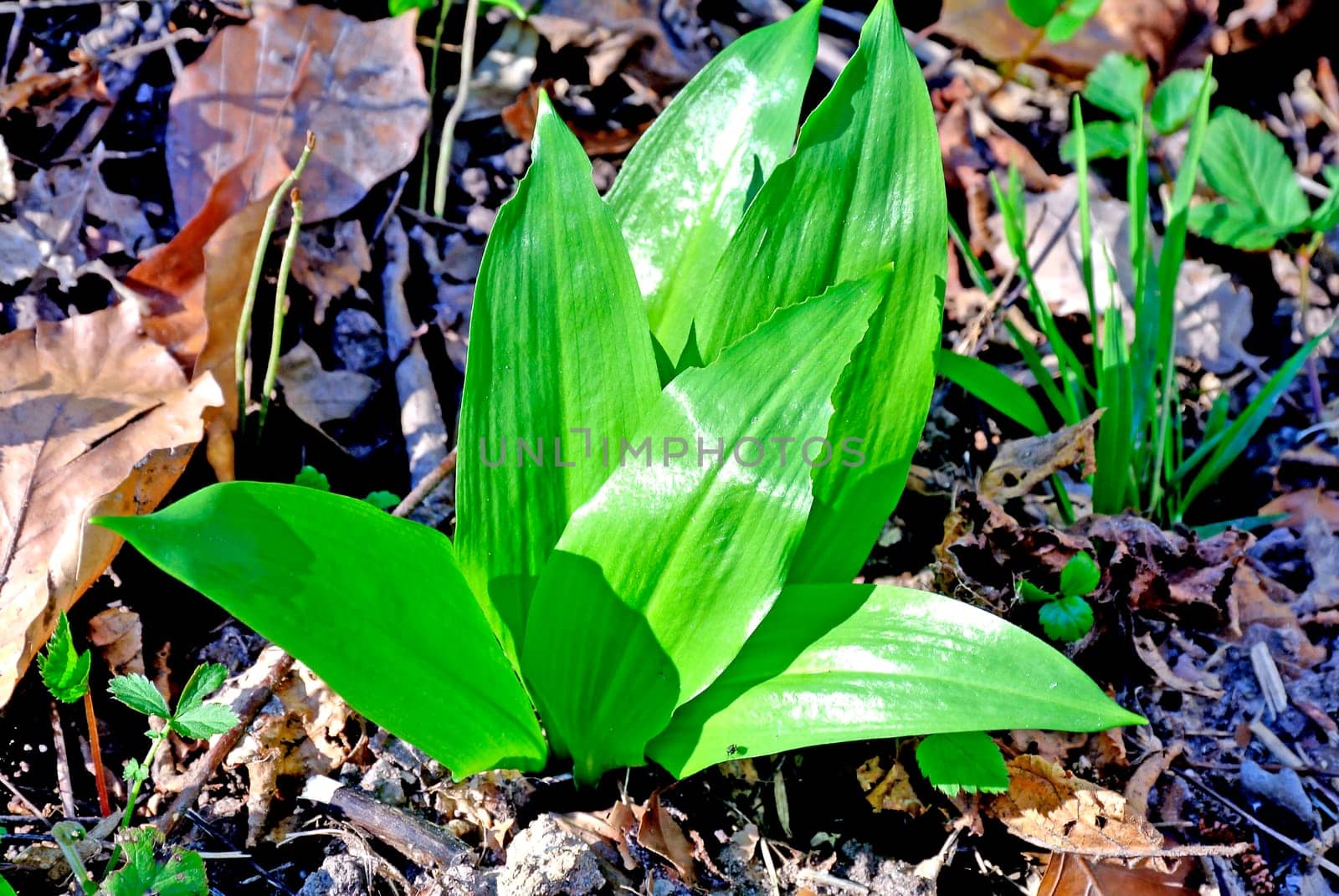 Wild garlic in the forest