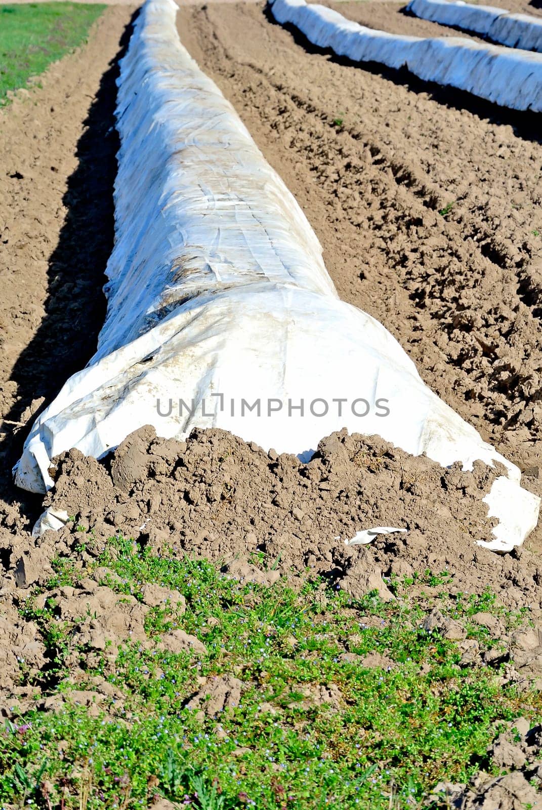 Asparagus field with foil