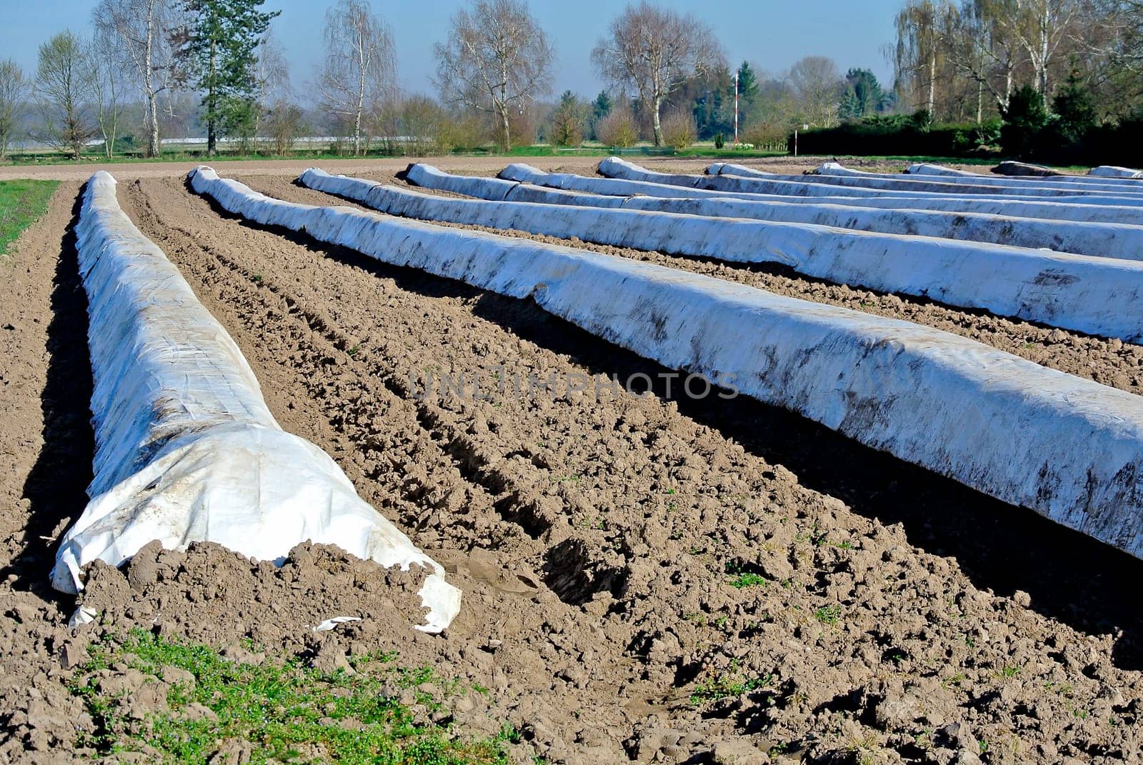Asparagus field with foil