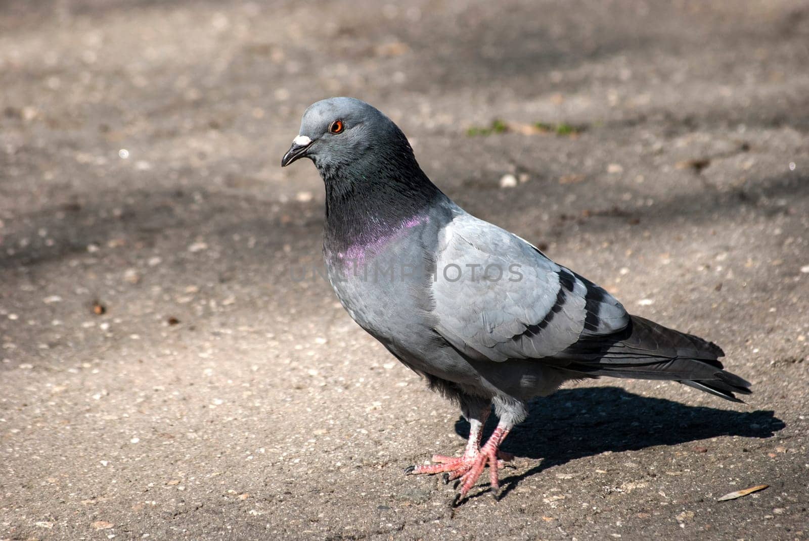 Rock dove on asphalt city park alley background