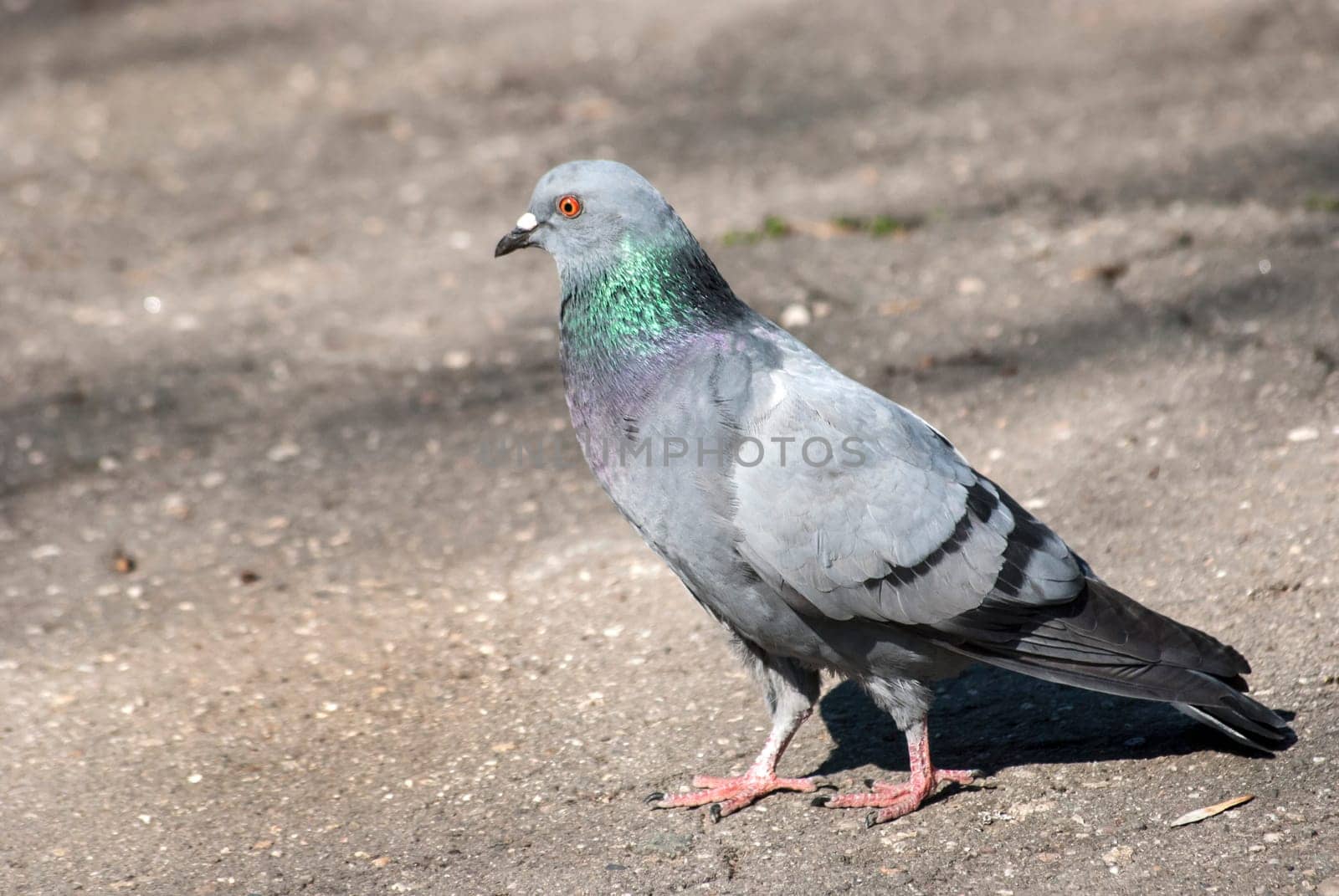 Rock dove on asphalt city park alley background