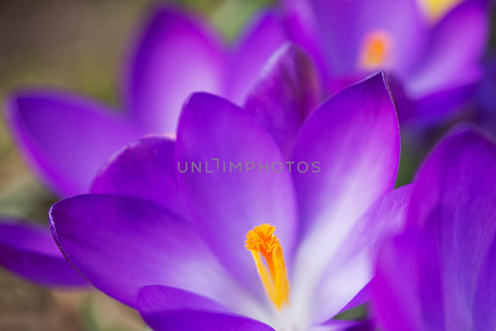 Detailed view of a purple crocus in bloom.