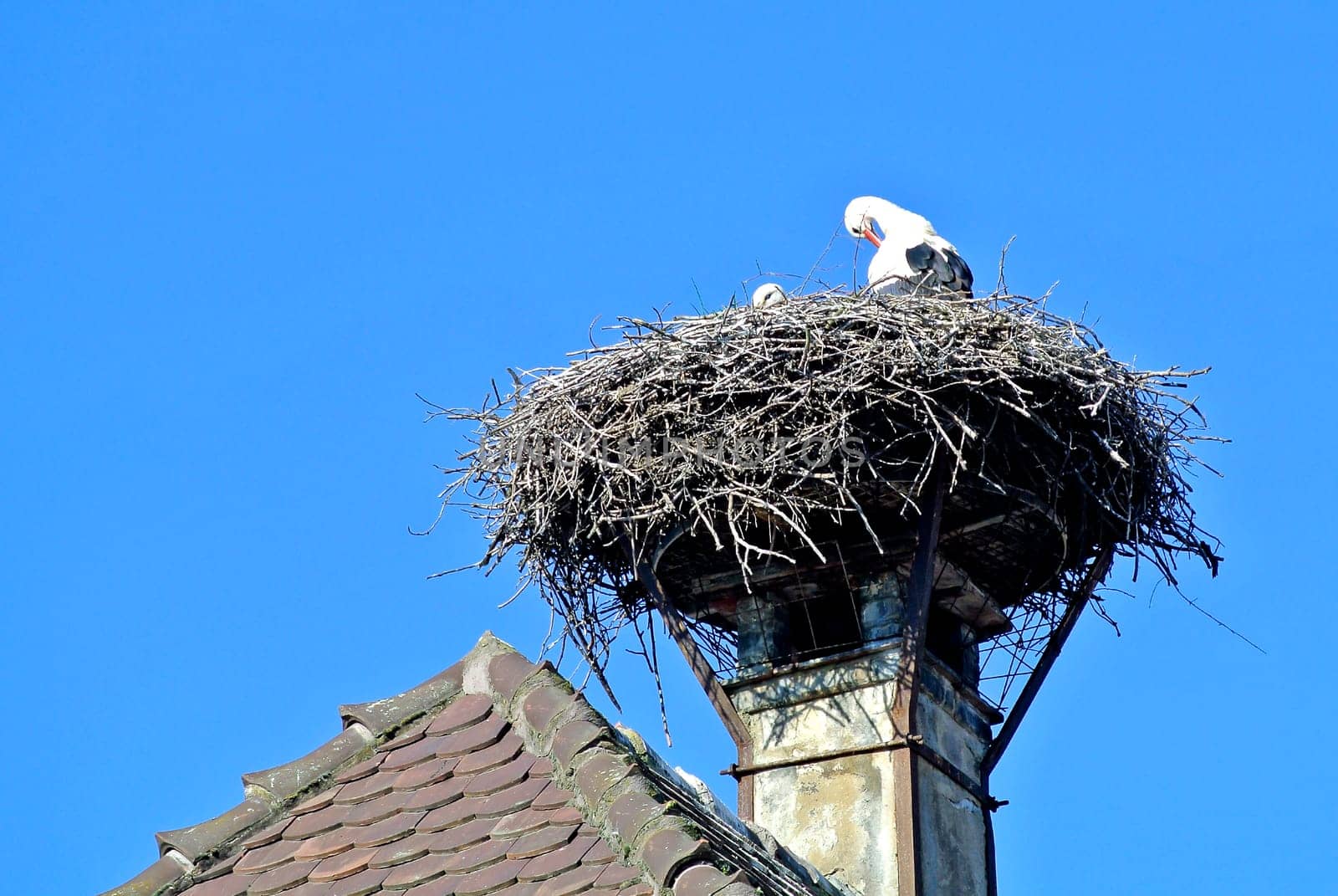 Stork in the nest