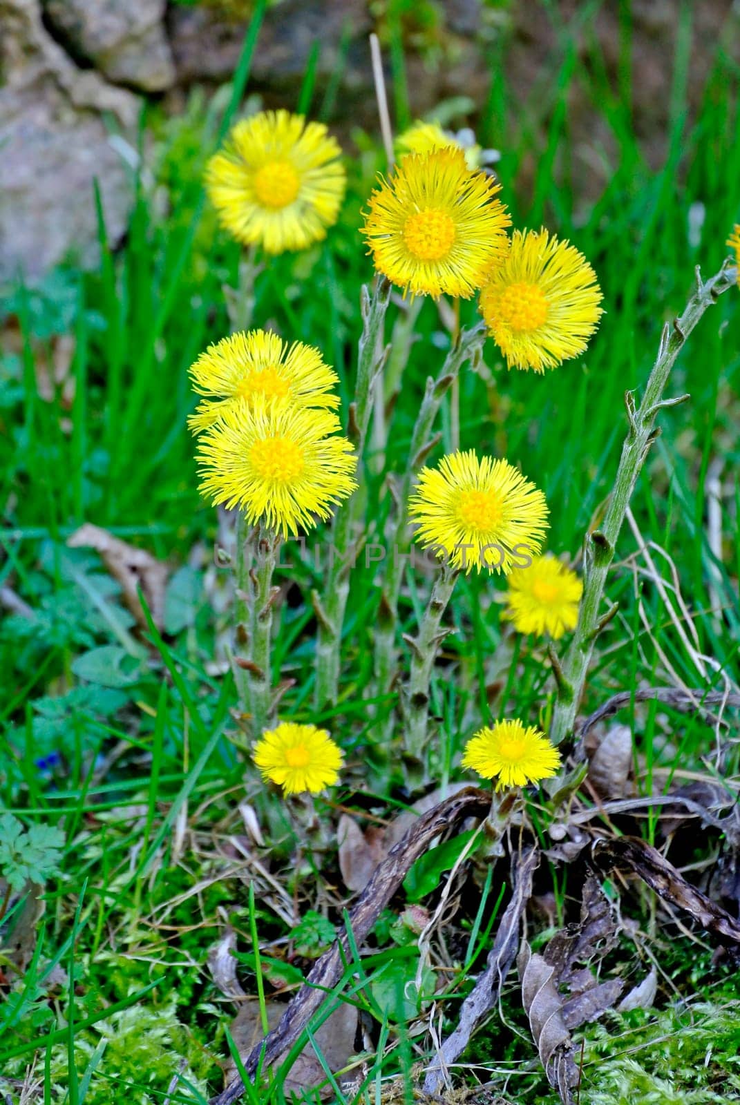 Huflattich,Tussilago farfara