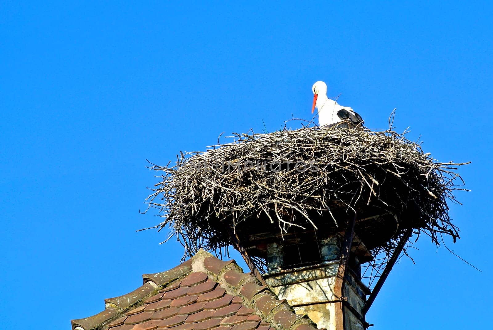 Stork in the nest