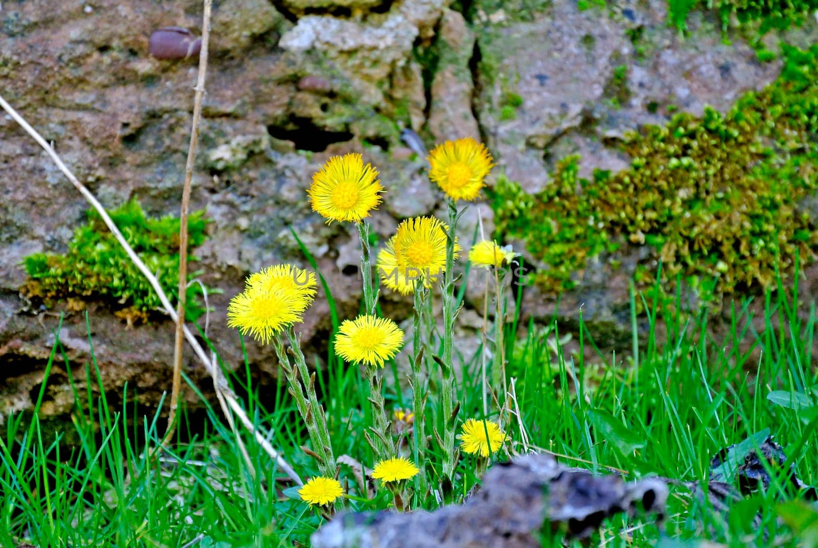 Huflattich,Tussilago farfara
