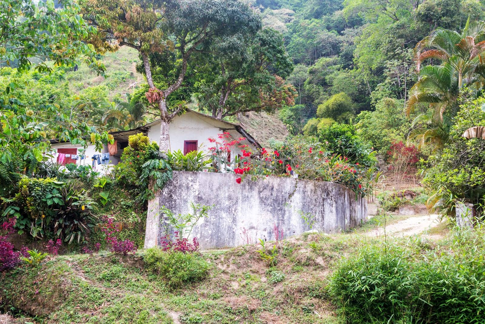 Small house with lush green vegetation on a coffee farm in Colombia