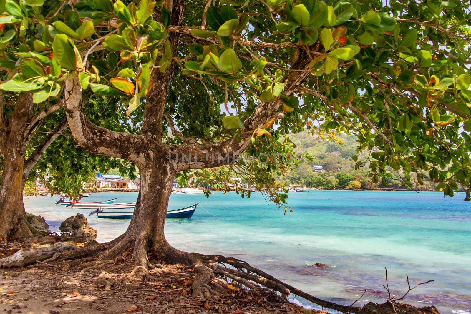 View of the Caribbean Sea from under a tree in Sapzurro, Colombia