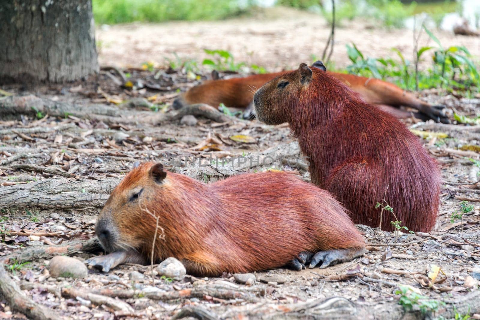 View of three Capybaras, the largest rodent in the world, in Colombia