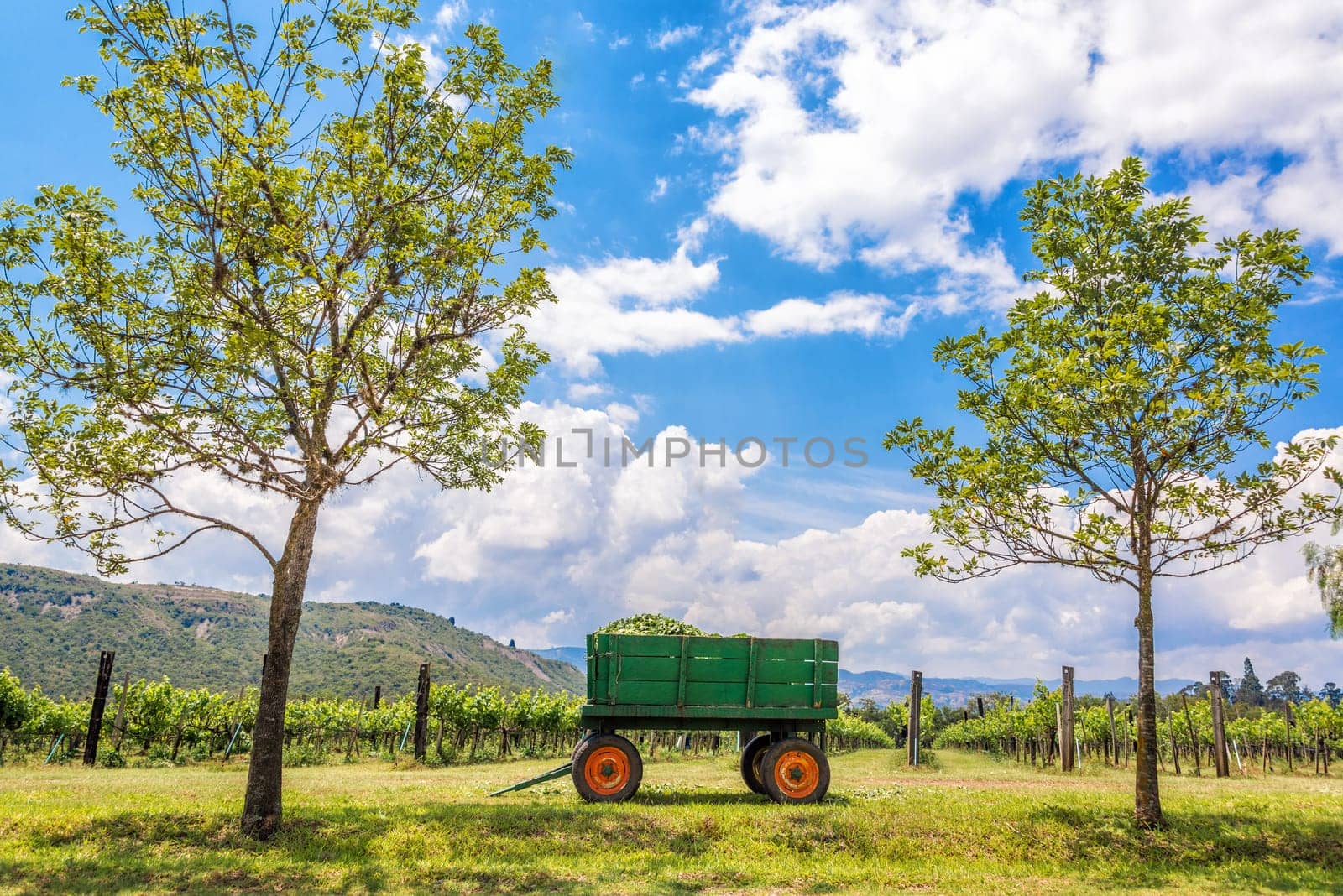 Green wagon framed by two trees on a vineyard near Villa de Leyva in Boyaca, Colombia