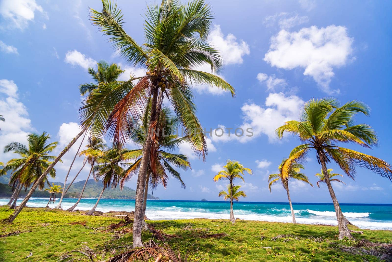 Grove of palm trees on the Caribbean coast in Capurgana, Colombia