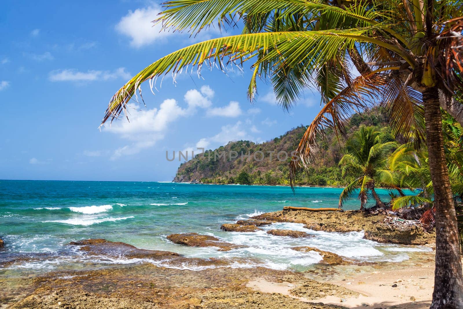 Green palm tree on the coast of La Miel, Panama on the Caribbean Sea
