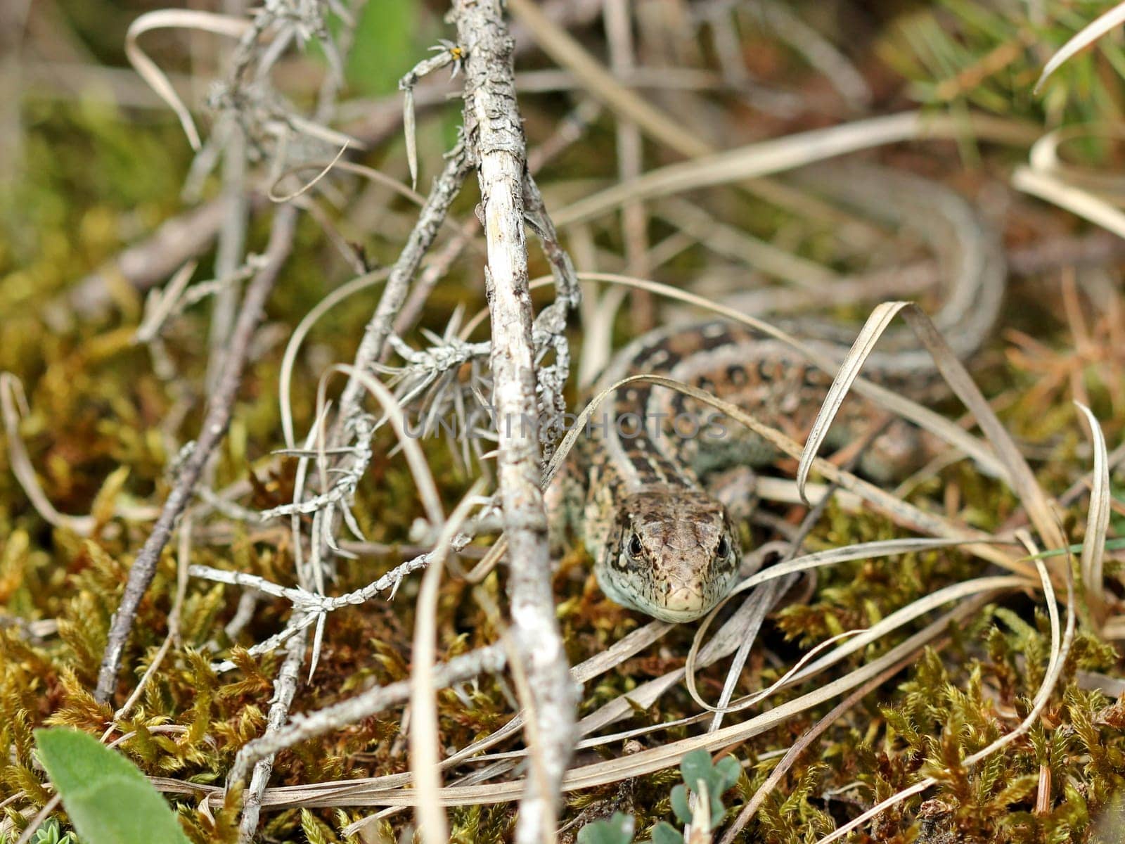 Female fence lizard (Lacerta agilis)