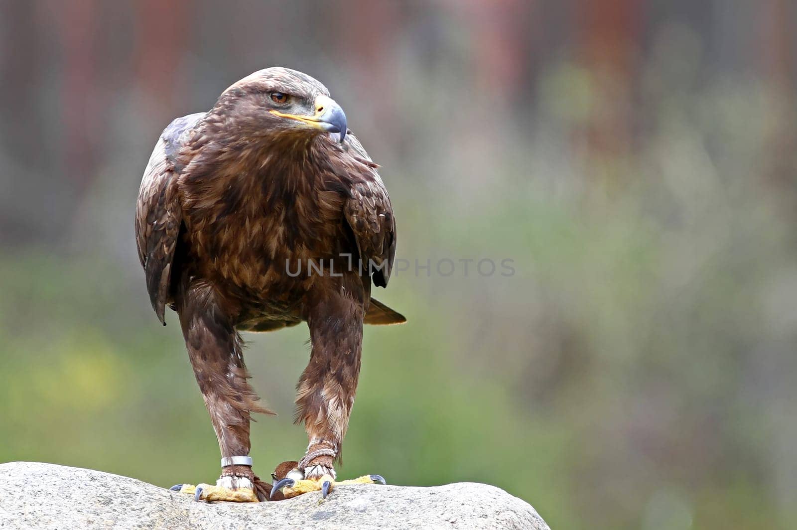 Steppe eagle