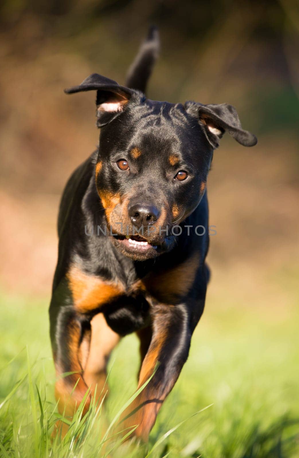 Rottweiler