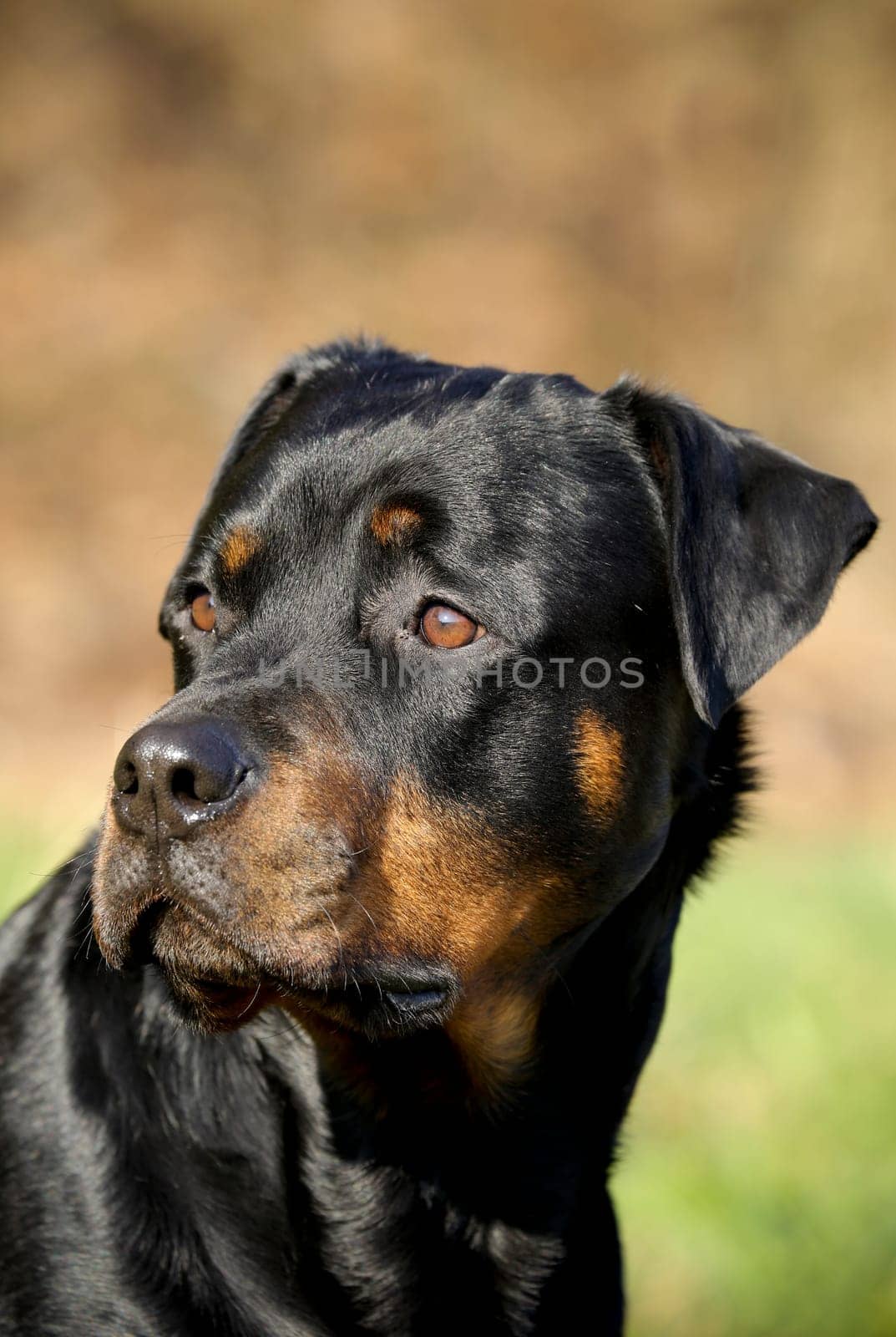 Rottweiler