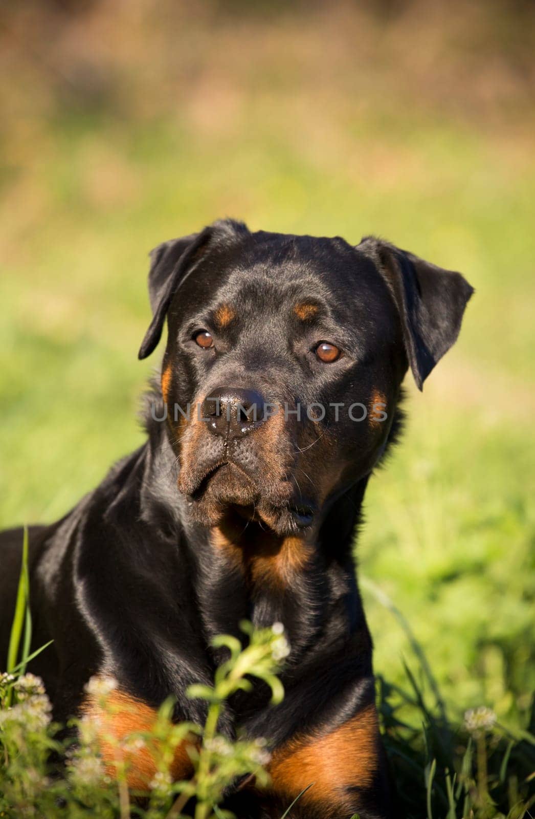 Rottweiler