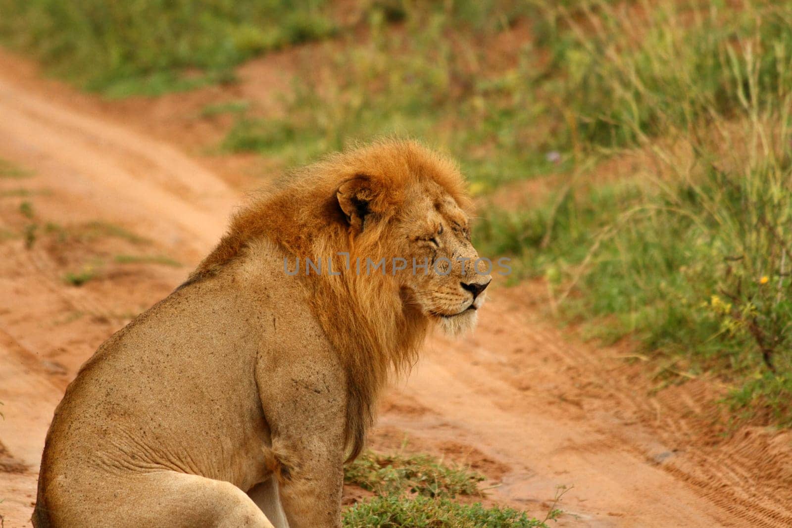 A male lion sits down with eyes closed looking depressed and sad.