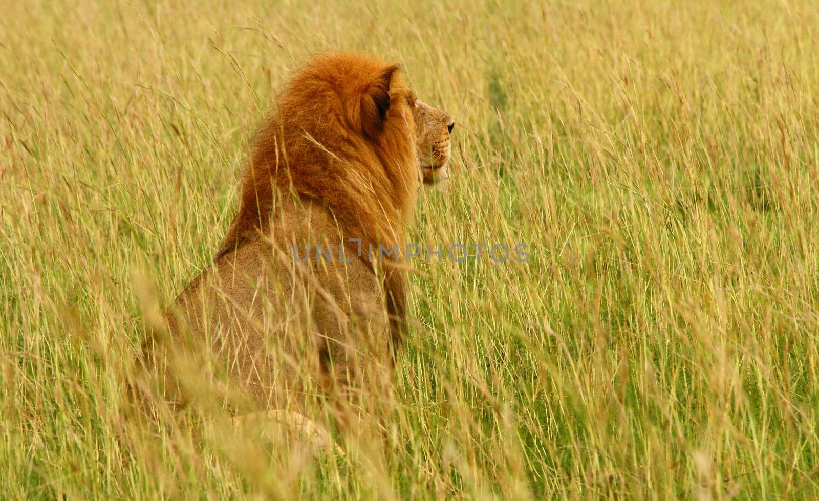 A male lion gazes into the savannah of its habitat