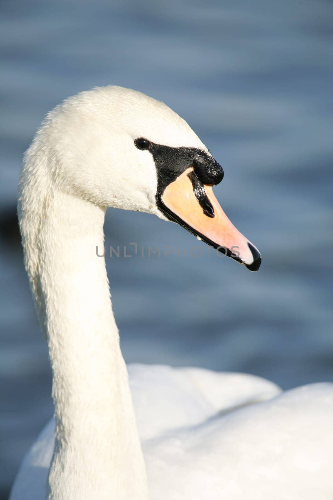 Close up of a mute swans head