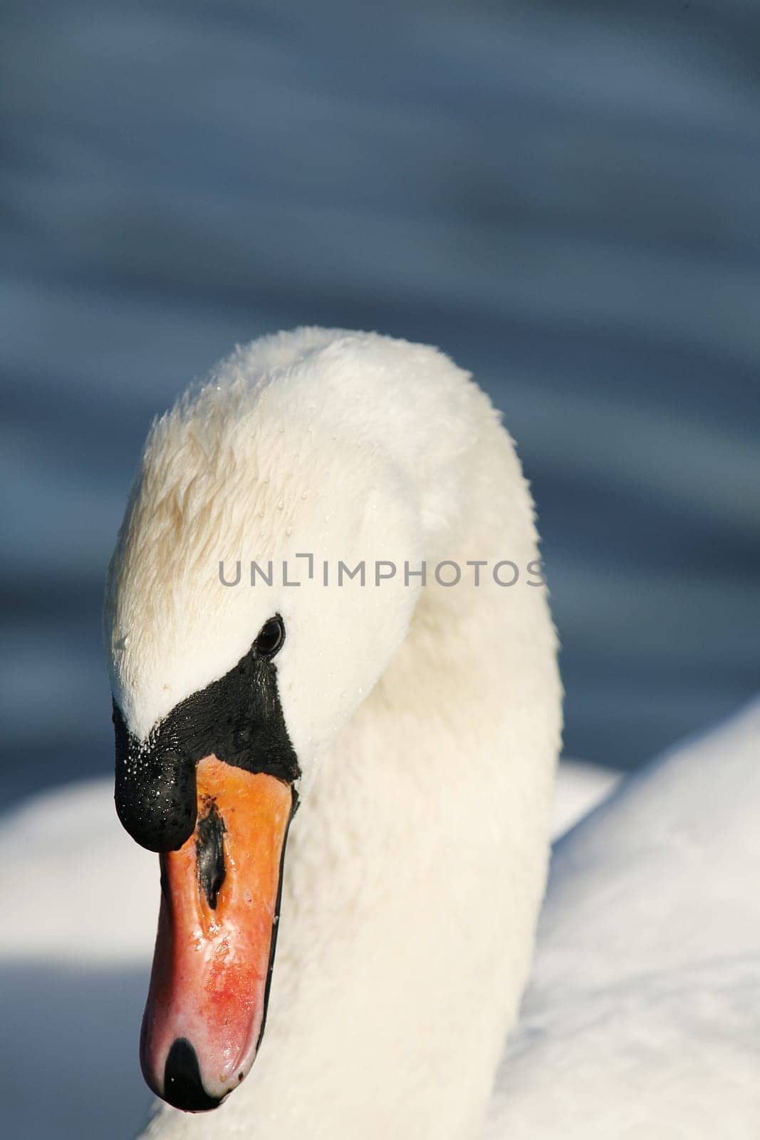 Close up of a mute swans head