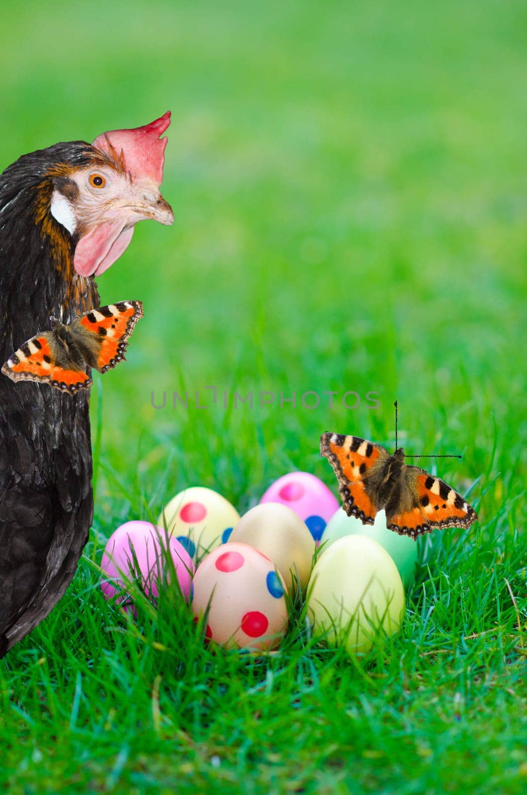 Hen with colorful Easter eggs and butterflies