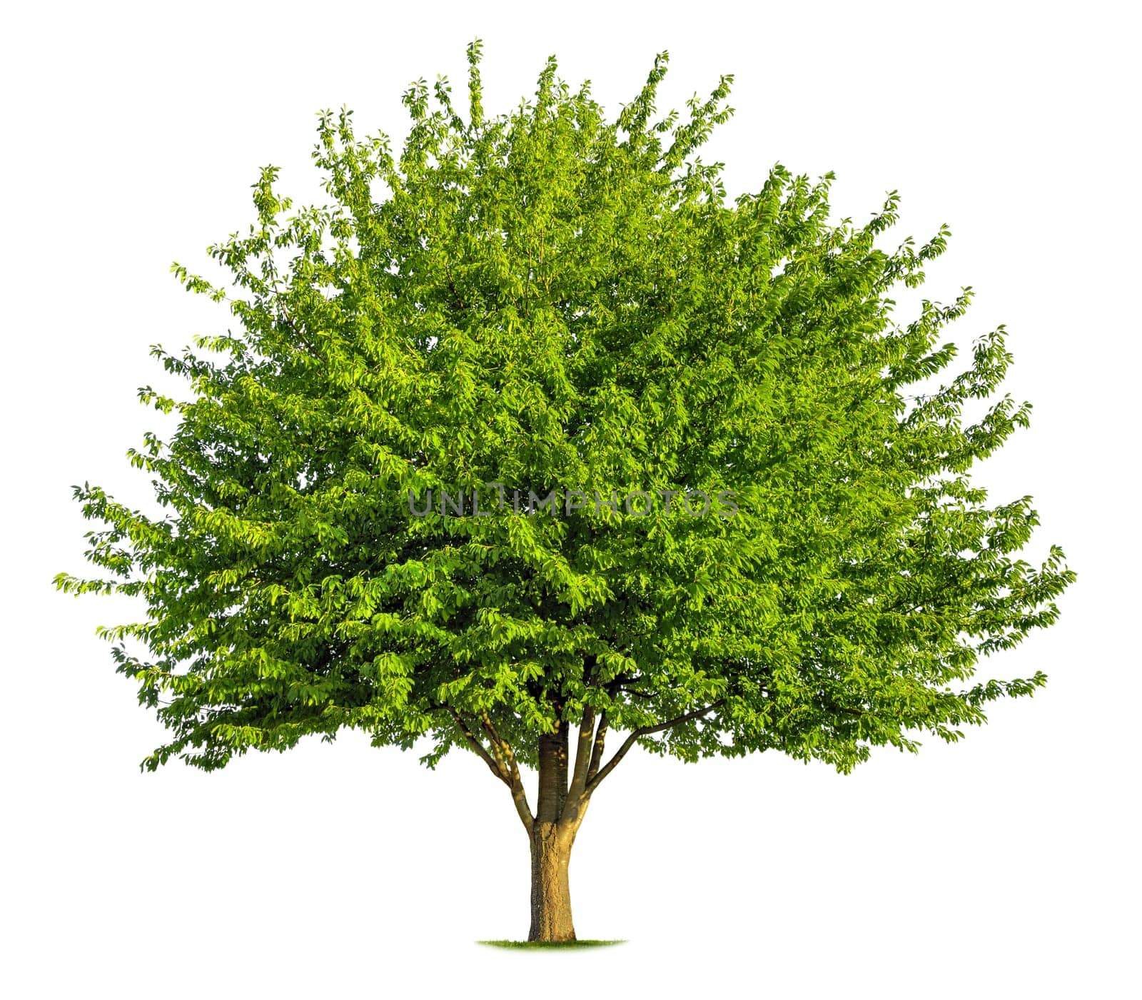 Deciduous tree in fresh green without fruits on white background exposed