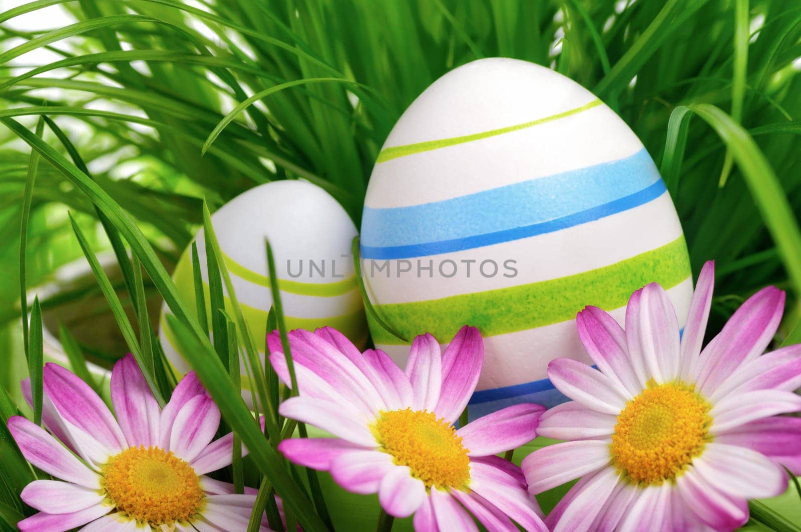Two Easter eggs hidden in the high grass,decorated with marguerites