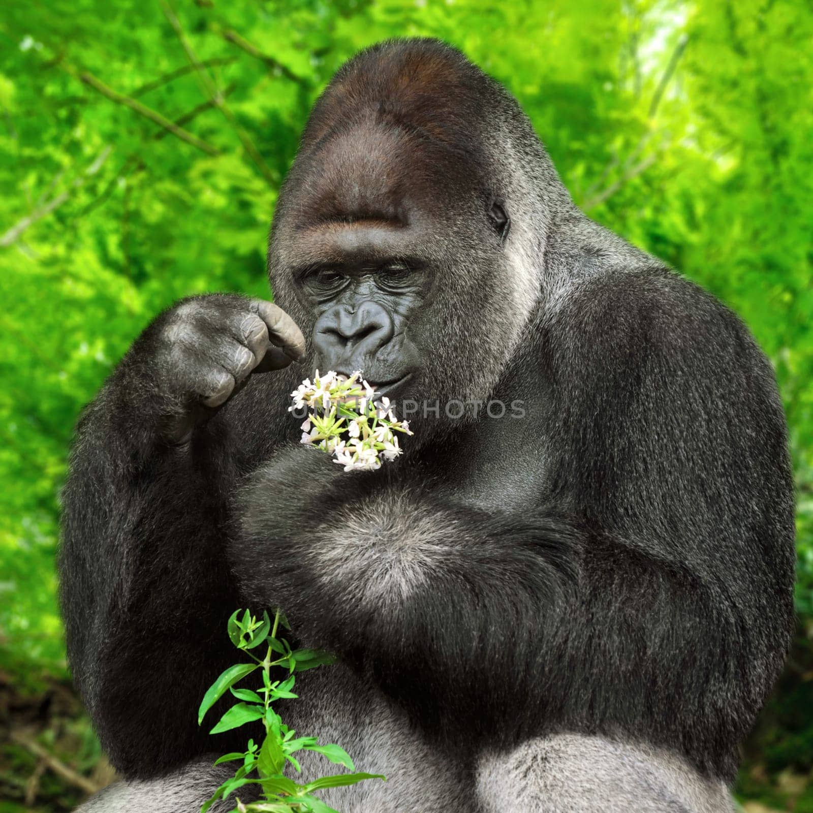 Strong silverback picks and carefully examines flowers