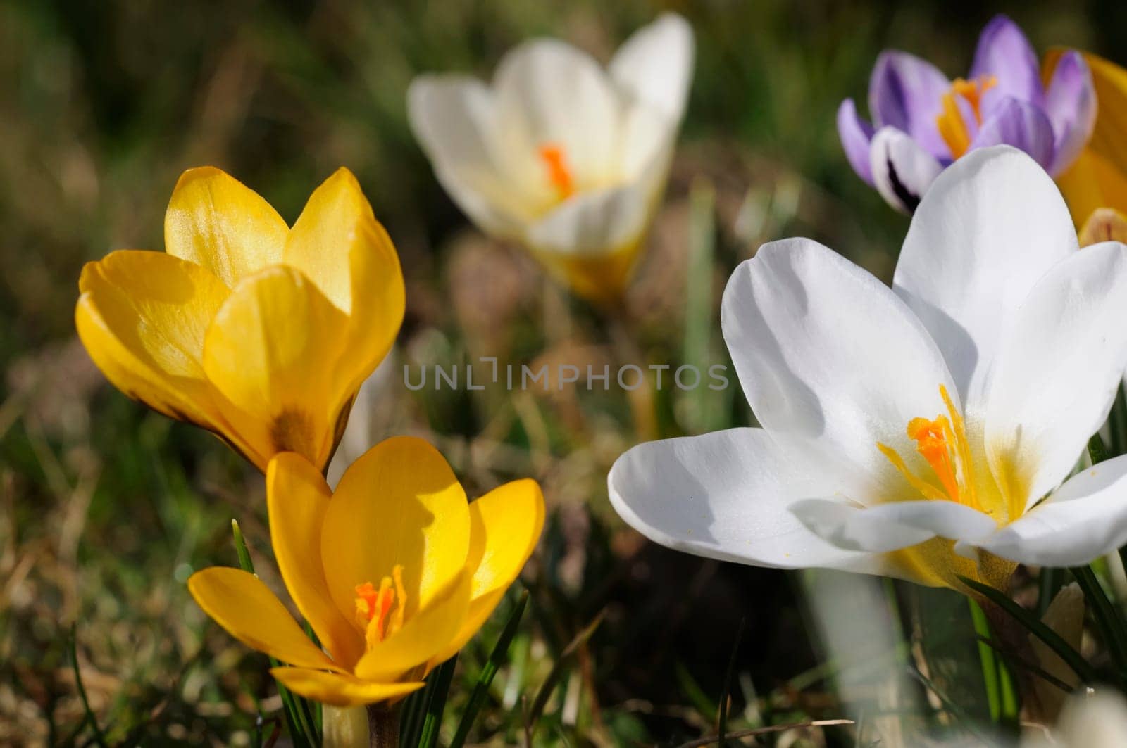 Crocus