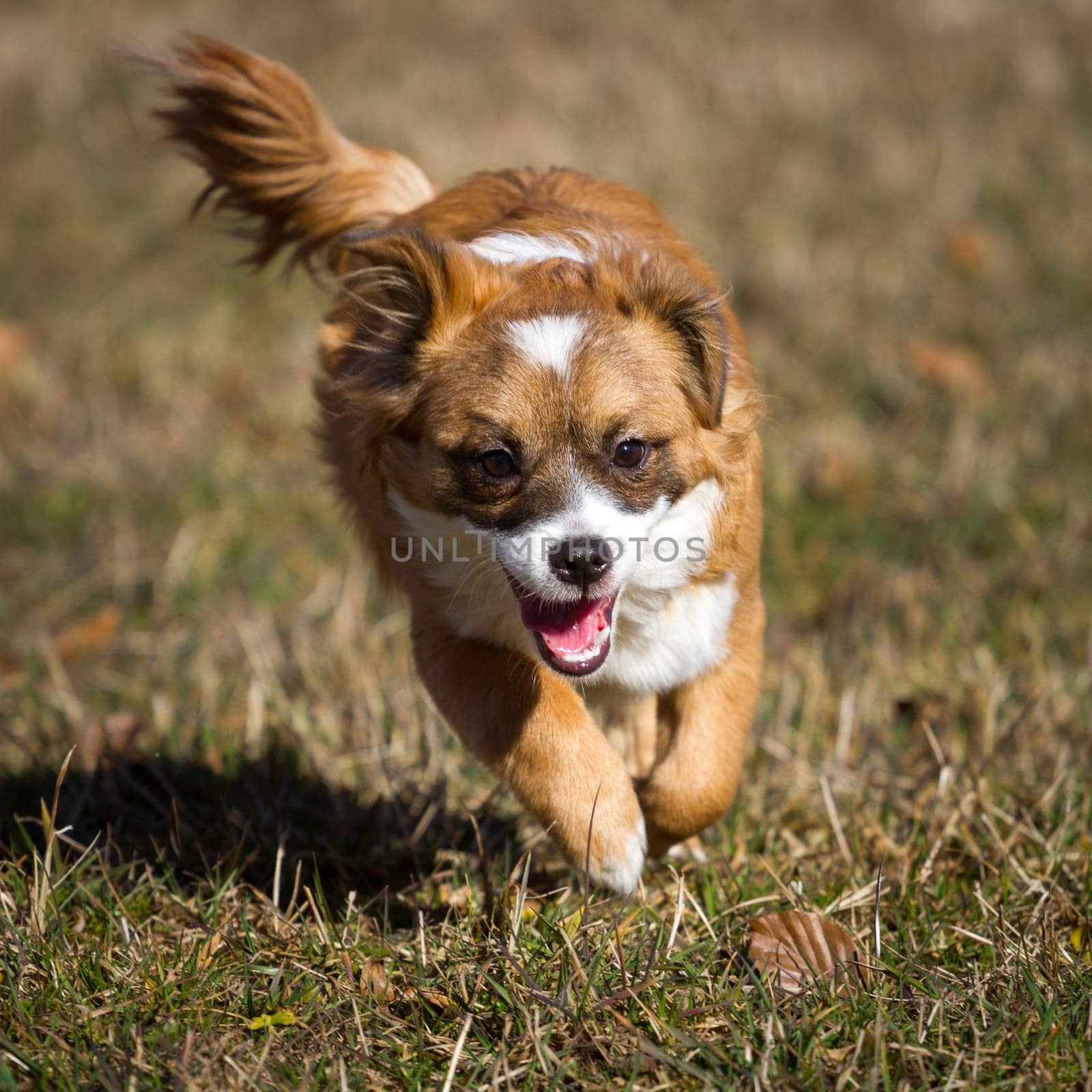 A very young little dog romps wildly in the sunshine through a meadow. The wind blows through its mid-length brown fur.