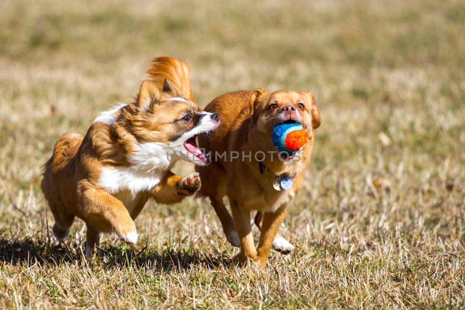 Two smaller dogs quickly run through a meadow and fight for a colored ball.