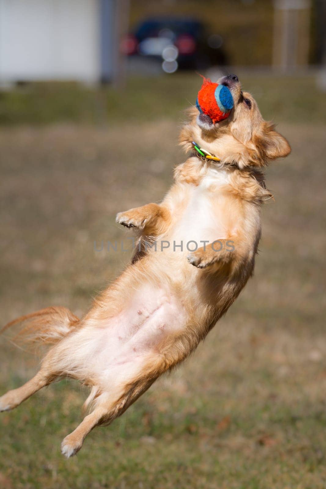 Little dog catching a colorful ball. Action recording of a dog catching the ball in the air.