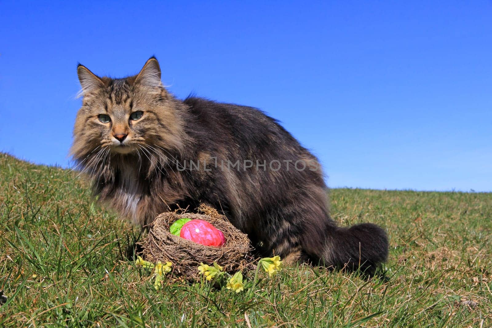An extraordinary Easter bunny