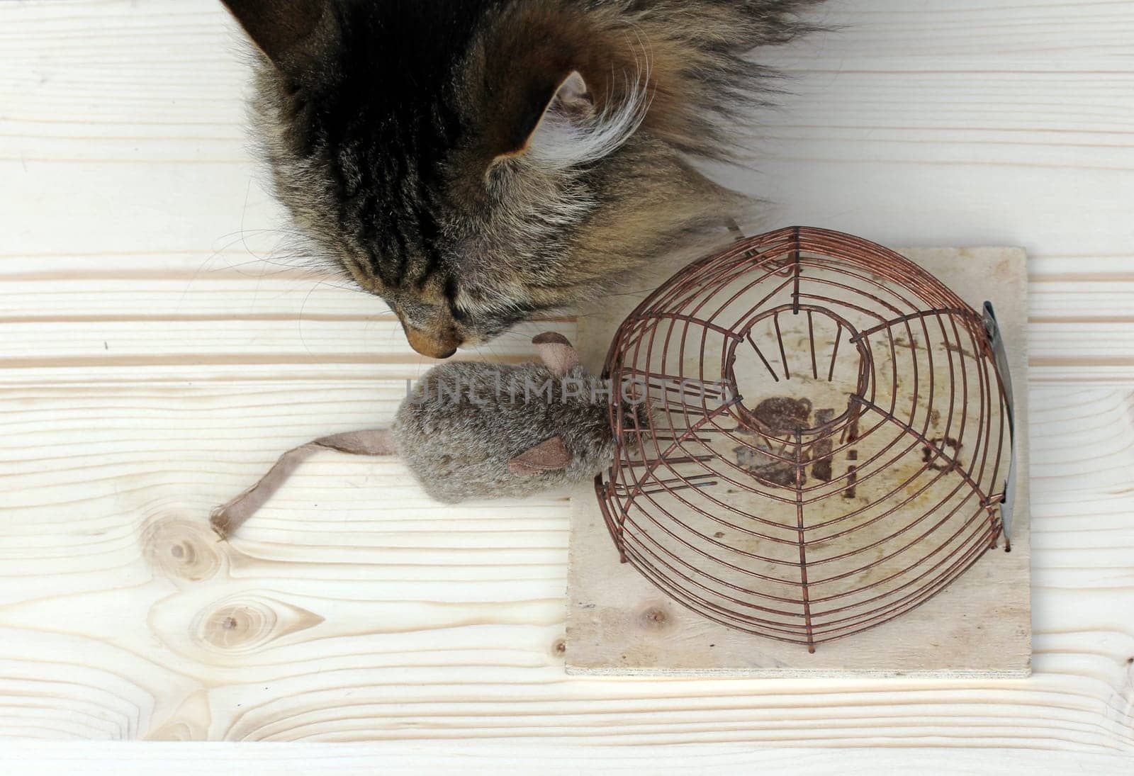 Mousetrap or cat