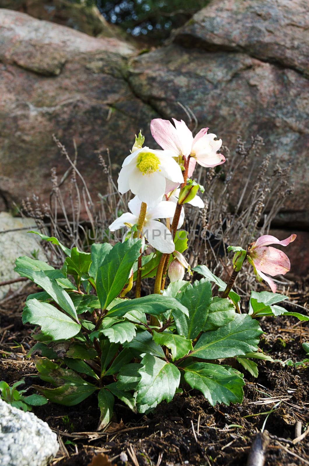 a very beautiful Christmas rose which we planted out