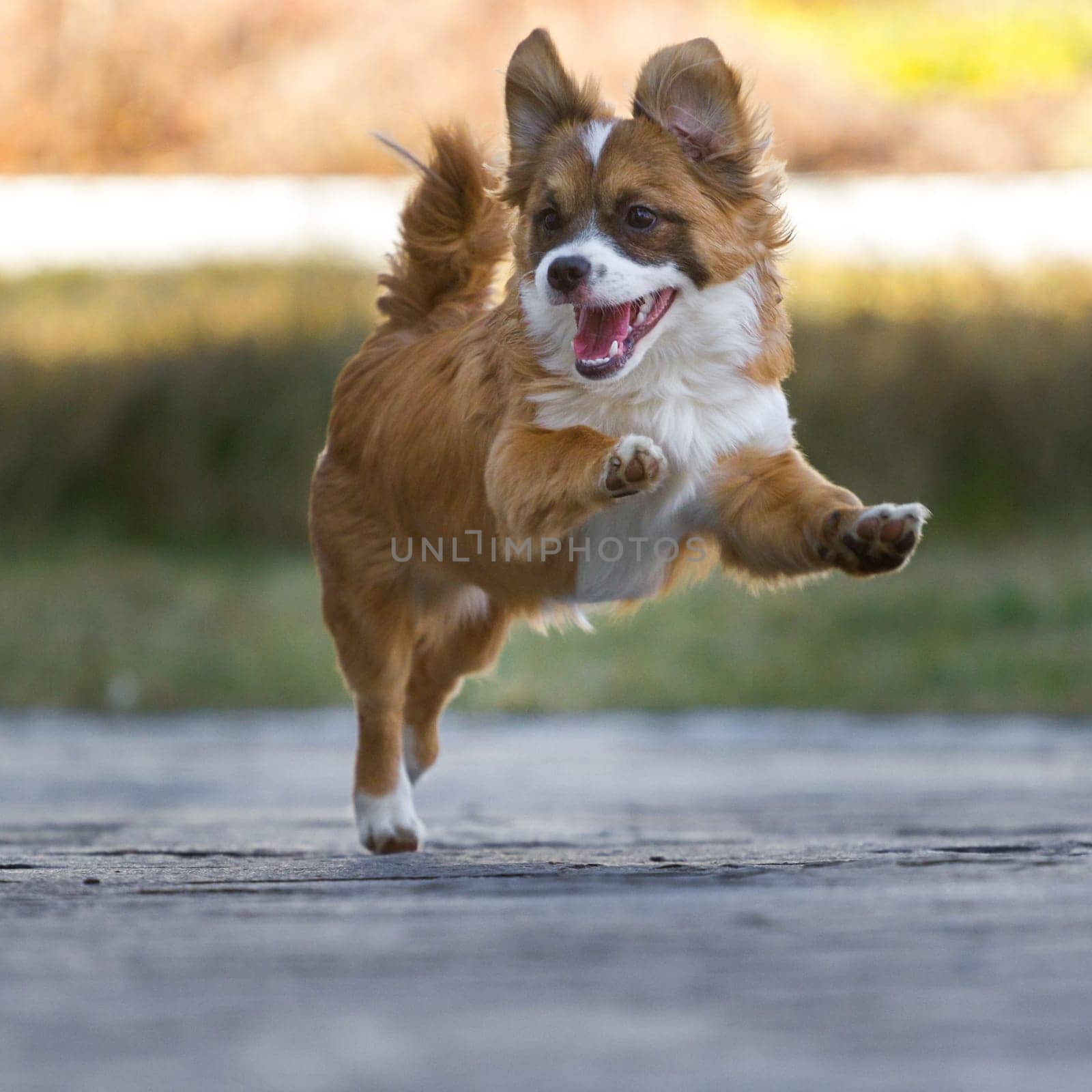 Little puppy with overbearing rompon on a concrete slab and in the process he looks cheeky to the left and is in the air with the front legs.