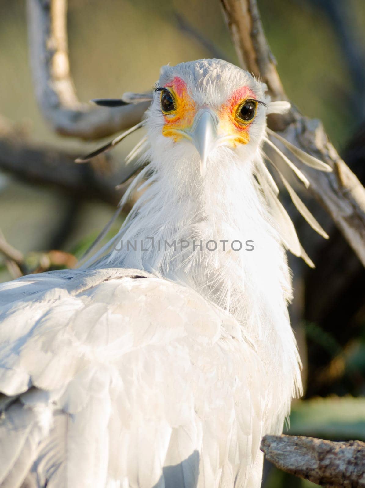 Large bird called Secretary looks back with the sun in his eye