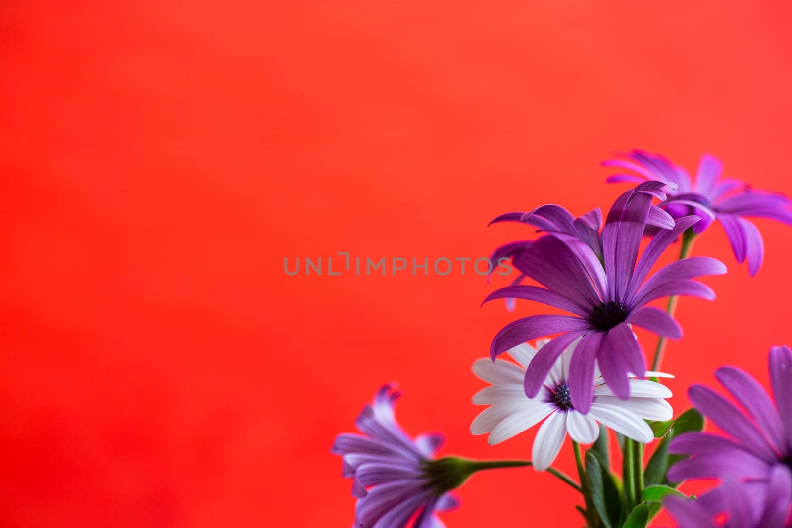 Beautiful white and purple Osteospermum flowers, isolated on red background