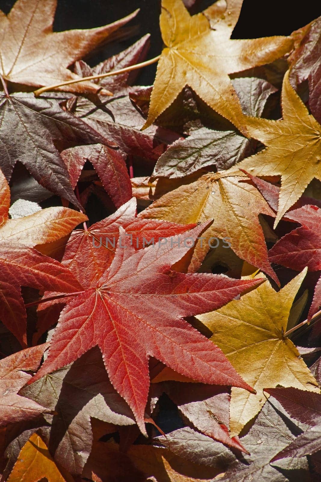 Multi colorerd fallen autumn leaves