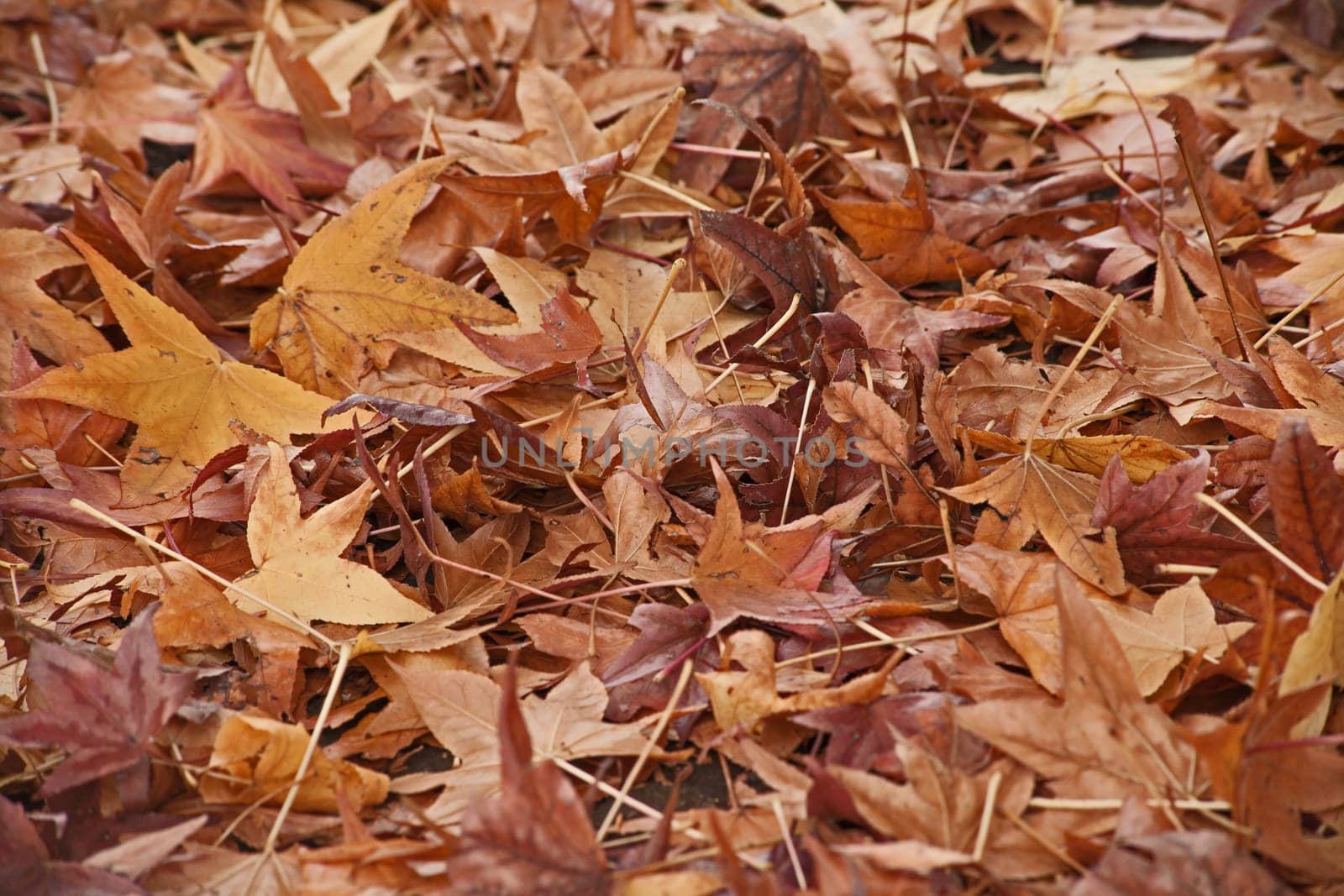 A bed of fallen autumn leaves forming a new layer of mulch