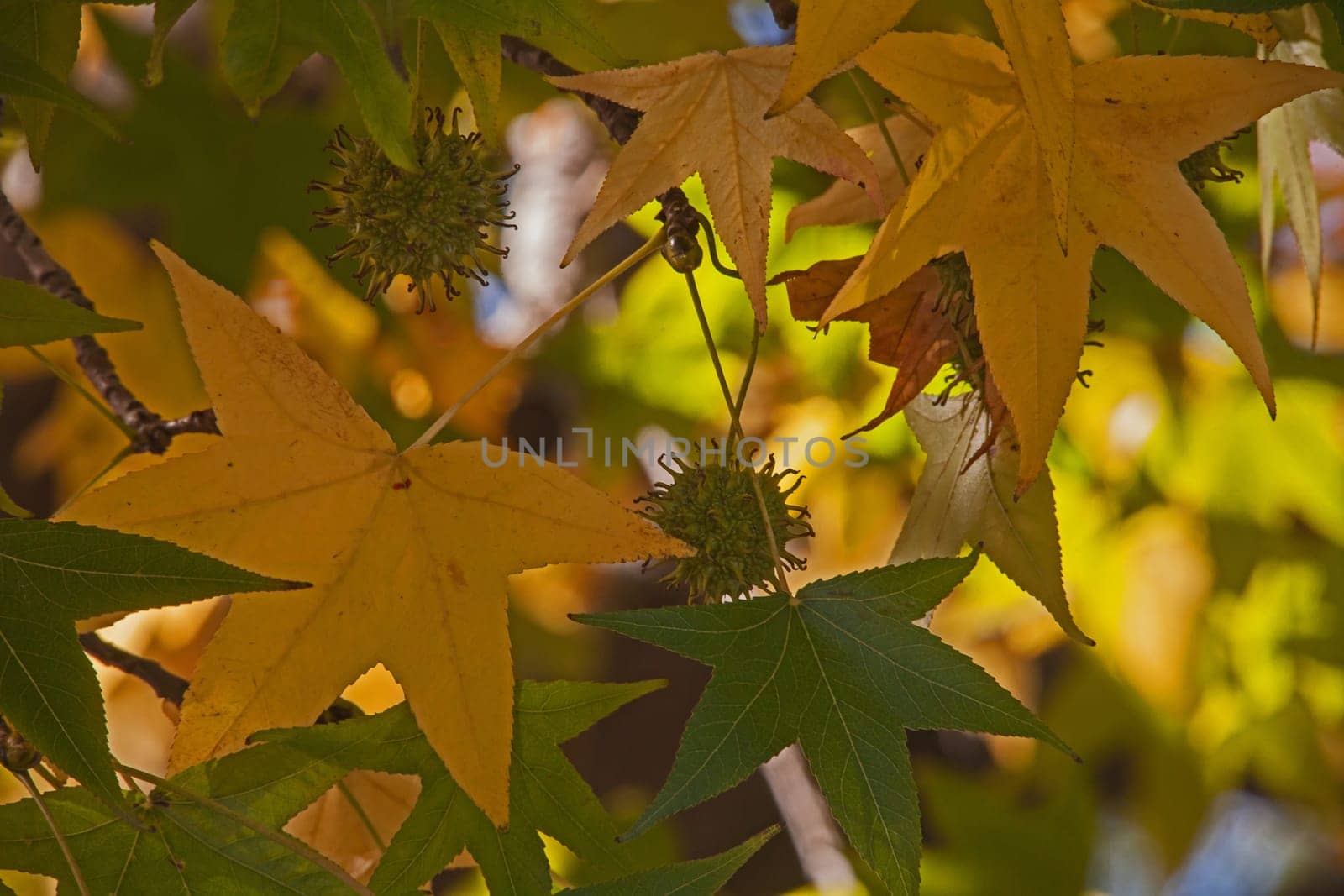 Bright yellow early autumn leaves and green seedpods against blue sky