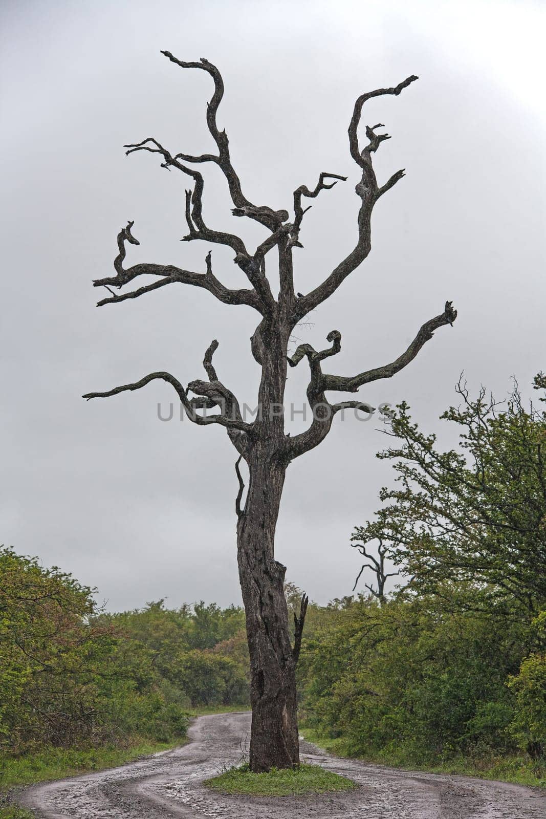 Dead Leadwood Tree 15162 by kobus_peche