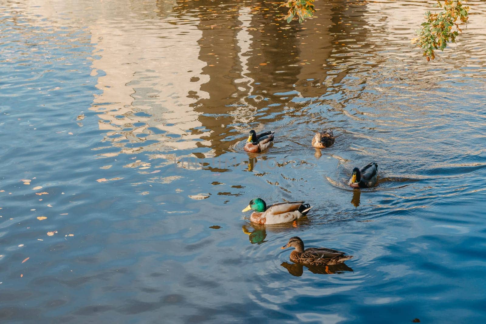 Ducks on the lake in the park. Park in the fall. Autumn trees. Wild ducks are reflected in the lake. Multi-colored bird feathers. A pond with wild ducks and drakes. A duck lake full of beautiful ducks swimming for them in city park.