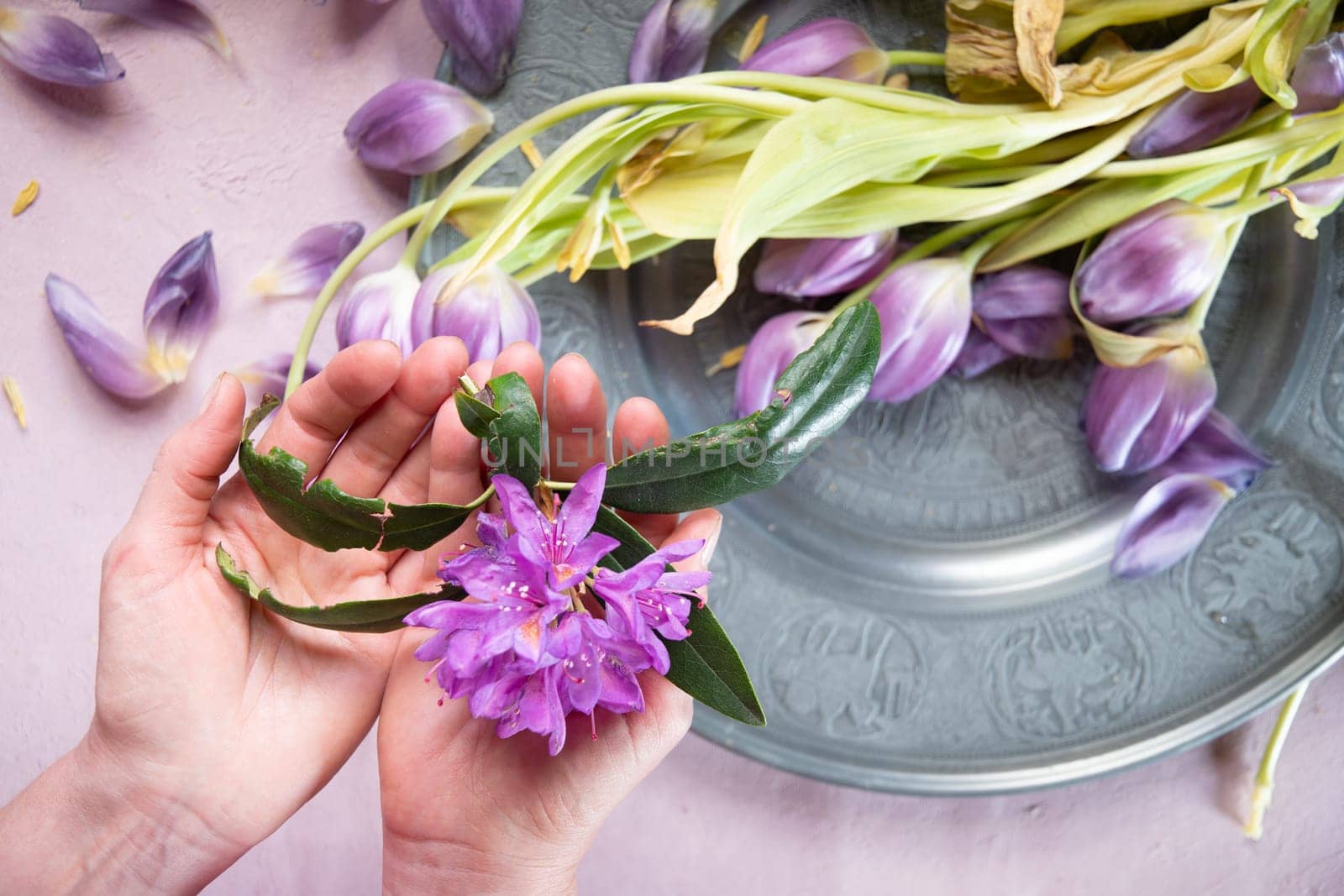 Lilac wilted tulips on a gray pewter dish, top view, spring still life on the table, symbol of izmethemia in nature, High quality photo, High quality photo